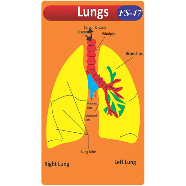 Kids Learning Educational Foam Wall Lungs Diagram