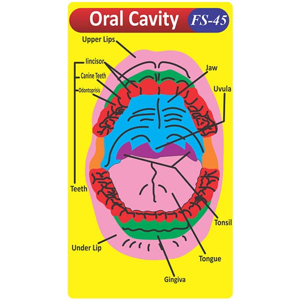 Kids Learning Educational Foam Wall Oral Cavity