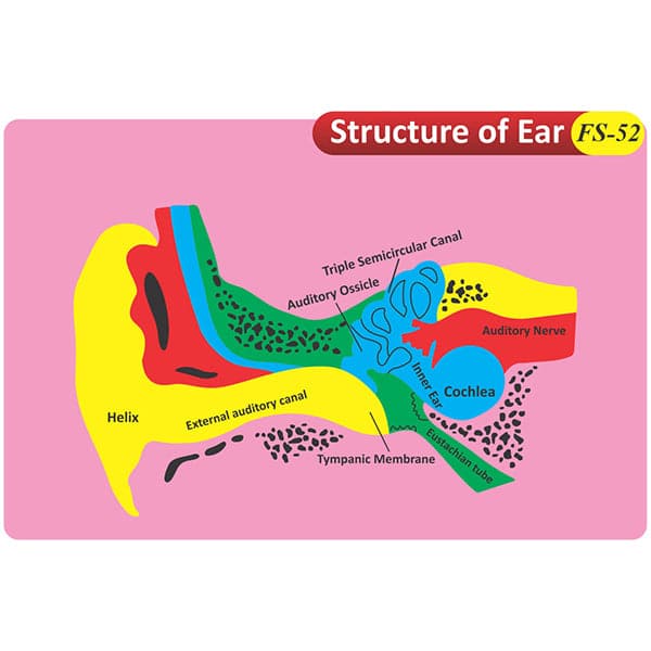 Kids Learning Educational Foam Wall Structure of Ear