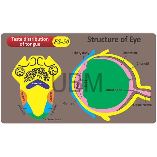 Kids Learning Educational Foam Wall Tongue Diagram